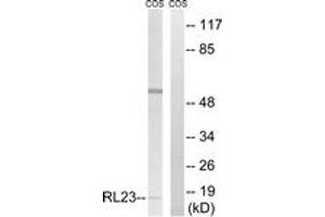 Western blot analysis of extracts from COS7 cells, using RPL23 Antibody. (RPL23 抗体  (AA 51-100))