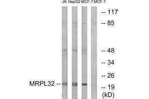 Western blot analysis of extracts from Jurkat cells, MCF-7 cells and HepG2 cells, using MRPL32 antibody. (MRPL32 抗体)