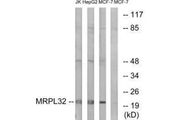 MRPL32 抗体