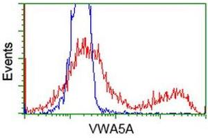 HEK293T cells transfected with either RC212185 overexpress plasmid (Red) or empty vector control plasmid (Blue) were immunostained by anti-VWA5A antibody (ABIN2453786), and then analyzed by flow cytometry. (VWA5A 抗体)