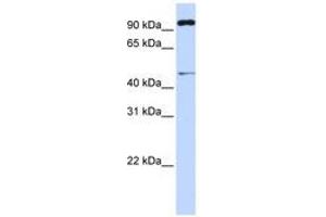 Image no. 1 for anti-Tripartite Motif Containing 15 (TRIM15) (AA 288-337) antibody (ABIN6741427) (TRIM15 抗体  (AA 288-337))