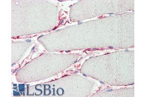 ABIN5539462 (5µg/ml) staining of paraffin embedded Human Skeletal Muscle. (PI15 抗体  (AA 128-141))