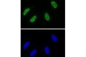 RNA Pol II CTD phospho Tyr1 antibody (rAb) tested by Immunofluorescence. (Recombinant Rpb1 CTD 抗体  (pTyr1))