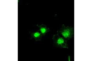 Immunofluorescence (IF) image for anti-BCL2-Like 1 (BCL2L1) (AA 1-212) antibody (ABIN1490610) (BCL2L1 抗体  (AA 1-212))