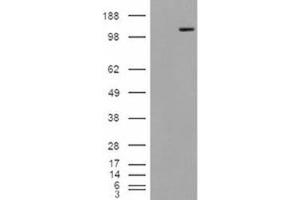 Image no. 1 for anti-Mannosidase, Alpha, Class 2A, Member 1 (MAN2A1) (Internal Region) antibody (ABIN374917) (alpha-Mannosidase II 抗体  (Internal Region))