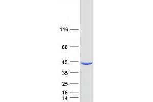 Western Blotting (WB) image for Selenophosphate Synthetase 1 (SEPHS1) protein (Myc-DYKDDDDK Tag) (ABIN2731657)