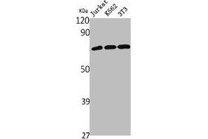 Western Blot analysis of Jurkat K562 NIH-3T3 cells using NHE-9 Polyclonal Antibody (SLC9A9 抗体  (Internal Region))