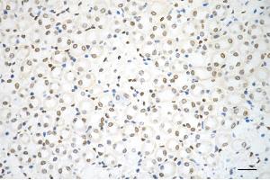 Immunohistochemistry was performed on paraffin-embedded mouse kidney using RBBP4 antibody (ABIN7800185), 1:200). (Recombinant Retinoblastoma Binding Protein 4 抗体)