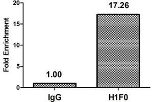 Chromatin Immunoprecipitation Hela (4*10 6 ) were treated with Micrococcal Nuclease, sonicated, and immunoprecipitated with 5 μg anti-H1F0 (nme1HU) or a control normal rabbit IgG. (Histone H1-Like (LOC107807853) 抗体)