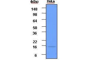 Cell lysates of HeLa(each 50 ug) were resolved by SDS-PAGE, transferred to PVDF membrane and probed with anti-human ISG15 (1:1,000). (ISG15 抗体  (AA 1-157))