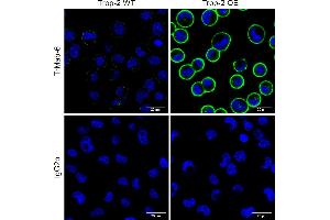 Immunocytochemistry (ICC) image for anti-Tumor-Associated Calcium Signal Transducer 2 (TACSTD2) antibody (ABIN7506026)