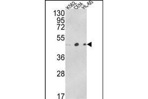 Western blot analysis of ACTR3B Antibody (C-term) (ABIN652480 and ABIN2842327) in K562, CEM, HL-60 cell line lysates (35 μg/lane). (ACTR3B 抗体  (C-Term))