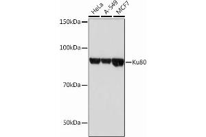 Western blot analysis of extracts of various cell lines, using Ku80 Rabbit mAb (ABIN7271406) at 1:1000 dilution.