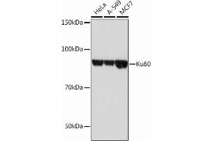 Western blot analysis of extracts of various cell lines, using Ku80 Rabbit mAb (ABIN7271406) at 1:1000 dilution. (XRCC5 抗体)