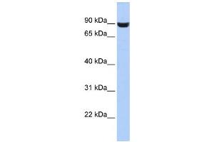 Western Blotting (WB) image for anti-Leucine Rich Repeat and Fibronectin Type III Domain Containing 5 (LRFN5) antibody (ABIN2459610) (LRFN5 抗体)