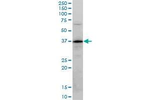 PLSCR3 monoclonal antibody (M04), clone 4F5. (PLSCR3 抗体  (AA 1-295))