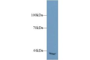 Western Blot; Sample: Mouse Kidney lysate; Primary Ab: 1µg/ml Rabbit Anti-Human PLCh2 Antibody Second Ab: 0. (PLCH2 抗体  (AA 1-257))