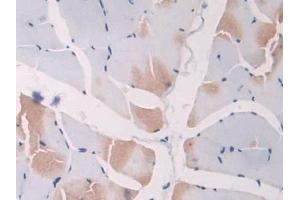 Immunohistochemistry (IHC) image for anti-Secretagogin, EF-Hand Calcium Binding Protein (SCGN) (AA 1-276) antibody (ABIN1870643)