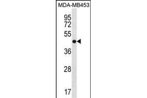 ANXA13 Antibody (N-term) (ABIN1881061 and ABIN2838620) western blot analysis in MDA-M cell line lysates (35 μg/lane). (Annexin A13 抗体  (N-Term))