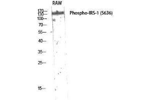 Western Blotting (WB) image for anti-Insulin Receptor Substrate 1 (IRS1) (pSer636) antibody (ABIN3182047)