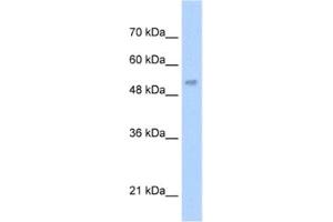 Western Blotting (WB) image for anti-Lecithin-Cholesterol Acyltransferase (LCAT) antibody (ABIN2462456) (LCAT 抗体)