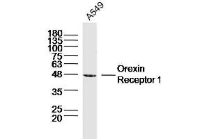 A549 lysates probed with Orexin Receptor 1 Polyclonal Antibody, Unconjugated  at 1:300 dilution and 4˚C overnight incubation. (HCRTR1 抗体  (AA 101-200))