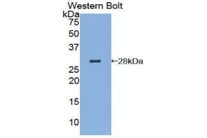 Western blot analysis of recombinant Human AIF. (AIF 抗体  (AA 103-322))