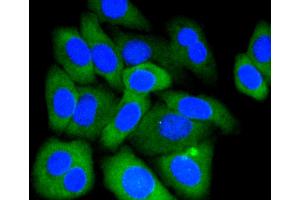 Immunofluorescence analysis of HepG2 cells using MCL1 antibody (ABIN4904325). (MCL-1 抗体)