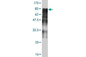 Western Blot detection against Immunogen (73. (ZSCAN20 抗体  (AA 1-433))