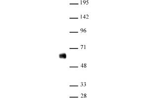 IRF-5 antibody (pAb) tested by Western blot Nuclear extract of THP-1 cells (20 μg) probed with IRF-5 antibody (1:500). (IRF5 抗体  (N-Term))