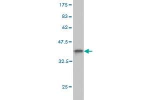 Western Blot detection against Immunogen (36. (FRA10AC1 抗体  (AA 1-100))