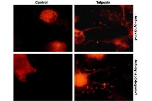 Taipoxin changes the outer membrane distribution of Syntaxin-1 and Synaptotagmin-1 in dorsal root ganglia (DRG) neurons.