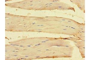 Immunohistochemistry of paraffin-embedded human skeletal muscle tissue using ABIN7162143 at dilution of 1:100 (OLFML1 抗体  (AA 201-402))