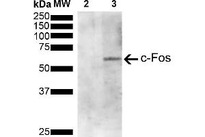 Western Blot analysis of Human Serum starved HeLa cells treated with PMA showing detection of 41 kDa c-fos protein using Mouse Anti-c-fos Monoclonal Antibody, Clone 4A3 (ABIN5650659). (c-FOS 抗体  (AA 280-380) (PE))