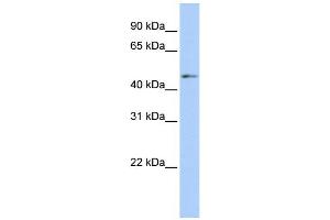WB Suggested Anti-ERMAP Antibody Titration:  0. (ERMAP 抗体  (Middle Region))