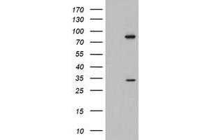 Western Blotting (WB) image for anti-Chromosome 3 Open Reading Frame 15 (C3orf15) (AA 1-313) antibody (ABIN2715592) (C3orf15 抗体  (AA 1-313))