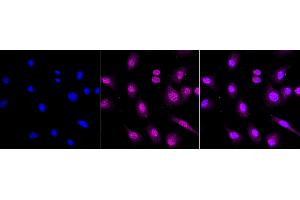 Immunocytochemical staining of C2C12 cells with RAN binding protein 3 antibody (ABIN7800127), 1:1,000). (Recombinant RanBP3 抗体)