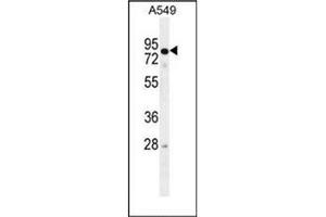 Western blot analysis of RAD17 Antibody  in A549 cell line lysates (35ug/lane). (RAD17 抗体  (Middle Region))