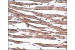 Immunohistochemistry of MAK10 in human heart tissue with this product at 5 μg/ml. (MAK10/NAA35 抗体  (Center))