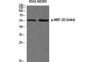 Western Blot (WB) analysis of K562 AD293 using Phospho-MEF-2D (S444) antibody. (MEF2D 抗体  (pSer444))