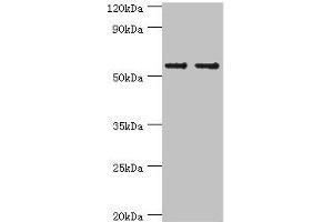Western Blotting (WB) image for anti-Solute Carrier Family 2 (Facilitated Glucose Transporter), Member 1 (SLC2A1) (AA 210-310) antibody (ABIN7170114)