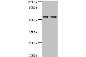 Western blot All lanes: SLC2A1 antibody at 6 μg/mL Lane 1: NIH/3T3 whole cell lysate Lane 2: Hela whole cell lysate Secondary Goat polyclonal to rabbit IgG at 1/10000 dilution Predicted band size: 54 kDa Observed band size: 54 kDa (GLUT1 抗体  (AA 210-310))
