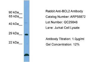 WB Suggested Anti-BCL2  Antibody Titration: 0. (Bcl-2 抗体  (Middle Region))