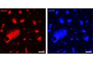 Oct-4 antibody (pAb) tested by Immunofluorescence Mouse embryonic stem cells (mESCs) grown on mouse embryonic fibroblast feeder cells (MEFs) were fixed with 4% paraformaldehyde for 10 minutes at room temperature. (OCT4 抗体)