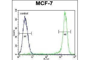 KSR2 Antibody (C-term) (ABIN655390 and ABIN2844938) flow cytometric analysis of MCF-7 cells (right histogram) compared to a negative control cell (left histogram). (KSR2 抗体  (C-Term))