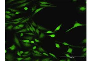 Immunofluorescence (IF) image for anti-Mitogen-Activated Protein Kinase Kinase Kinase 7 (MAP3K7) (AA 1-579) antibody (ABIN948522)