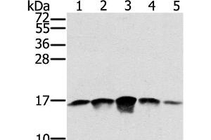 Western Blot analysis of PC3, A549, K562, A375 and hela cell using SSBP1 Polyclonal Antibody at dilution of 1:400 (SSBP1 抗体)