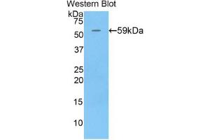 Western blot analysis of the recombinant protein. (CHGB 抗体  (AA 40-326))