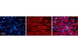 Immunohistochemistry (IHC) image for anti-Voltage-Dependent Anion Channel 2 (VDAC2) (N-Term) antibody (ABIN2776155)