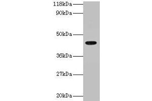 Western blot All lanes: ILF2 antibody at 2 μg/mL + 293T whole cell lysate Secondary Goat polyclonal to rabbit IgG at 1/15000 dilution Predicted band size: 44 kDa Observed band size: 44 kDa (ILF2 抗体  (AA 1-390))